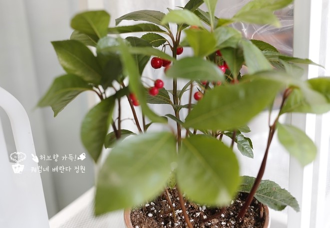 겨울에 어울리는 천냥금 , 키우는 노하우를 알아보기