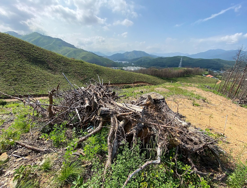 산불로 쓰러진